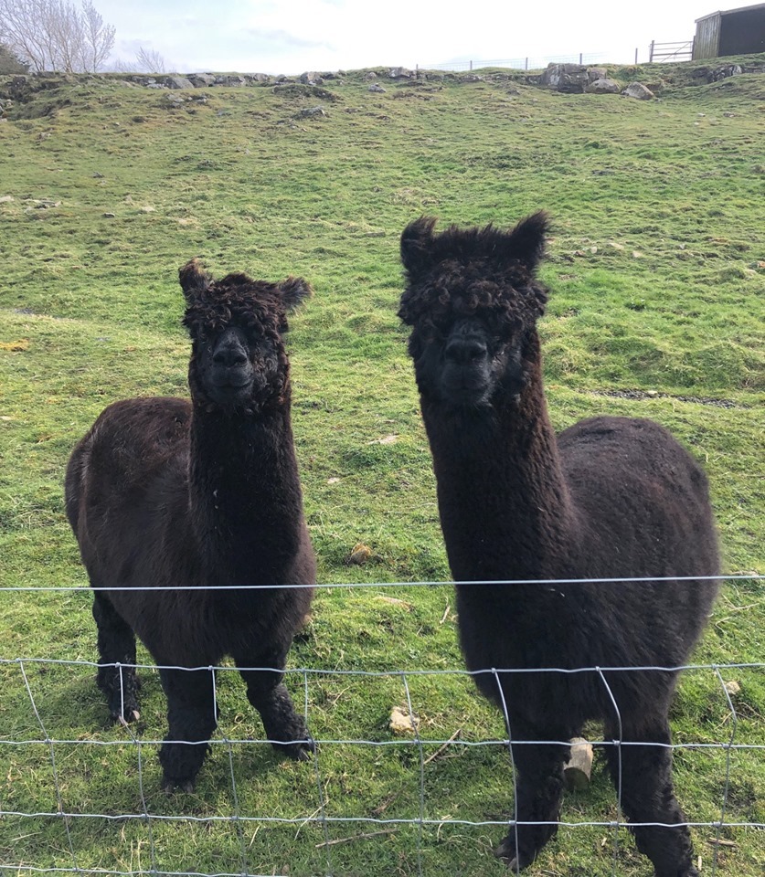 Our Alpacas